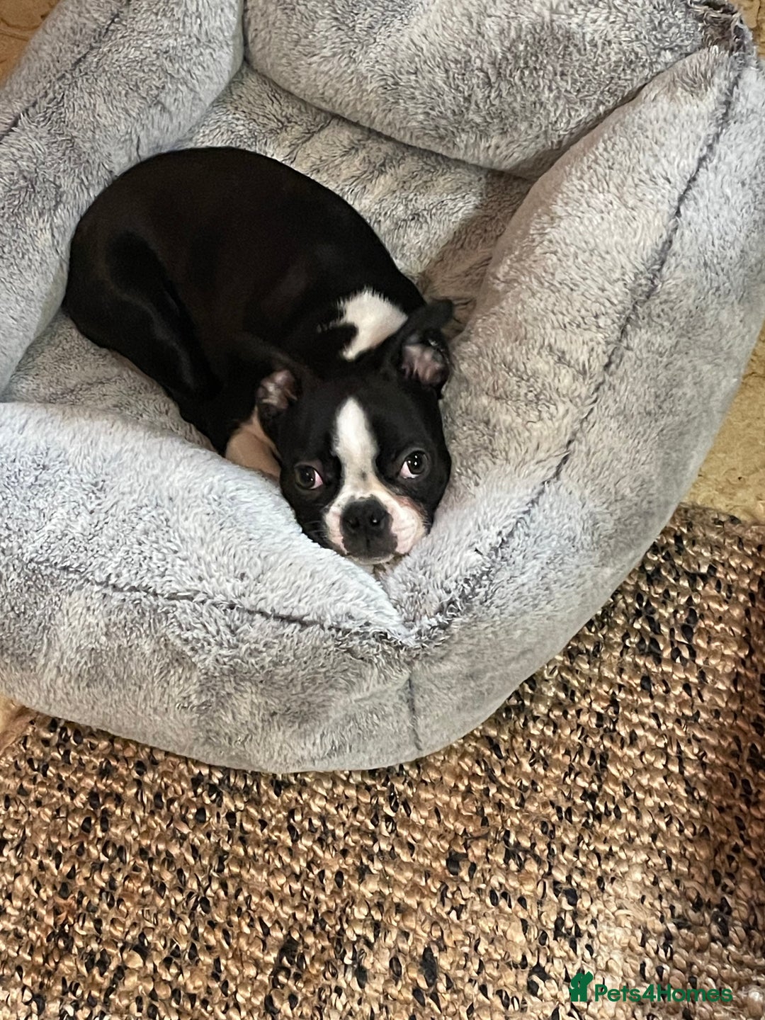 Boston Terrier dogs for sale: Wildax Boston Terrier  - Advert 5