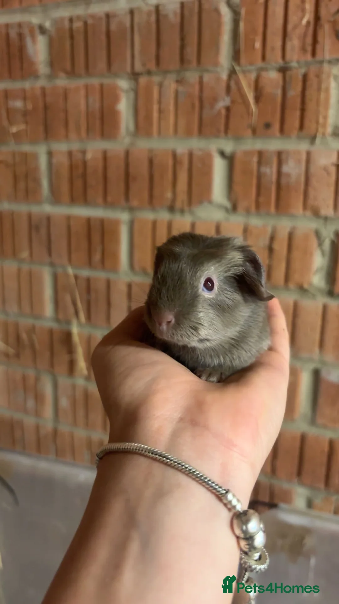 Guinea Pig rodents for sale: Baby guinea pigs  in Wickford - Advert 2