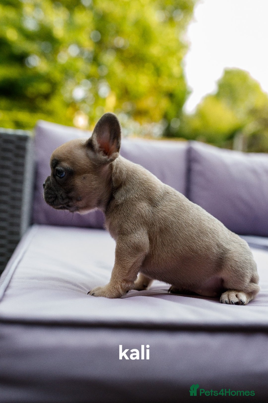 French Bulldog dogs for sale: Quality litter French Bulldogs - Image 4