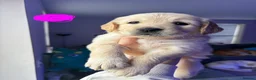 Golden Retriever dogs for sale: Golden Retriever puppies - Advert 14