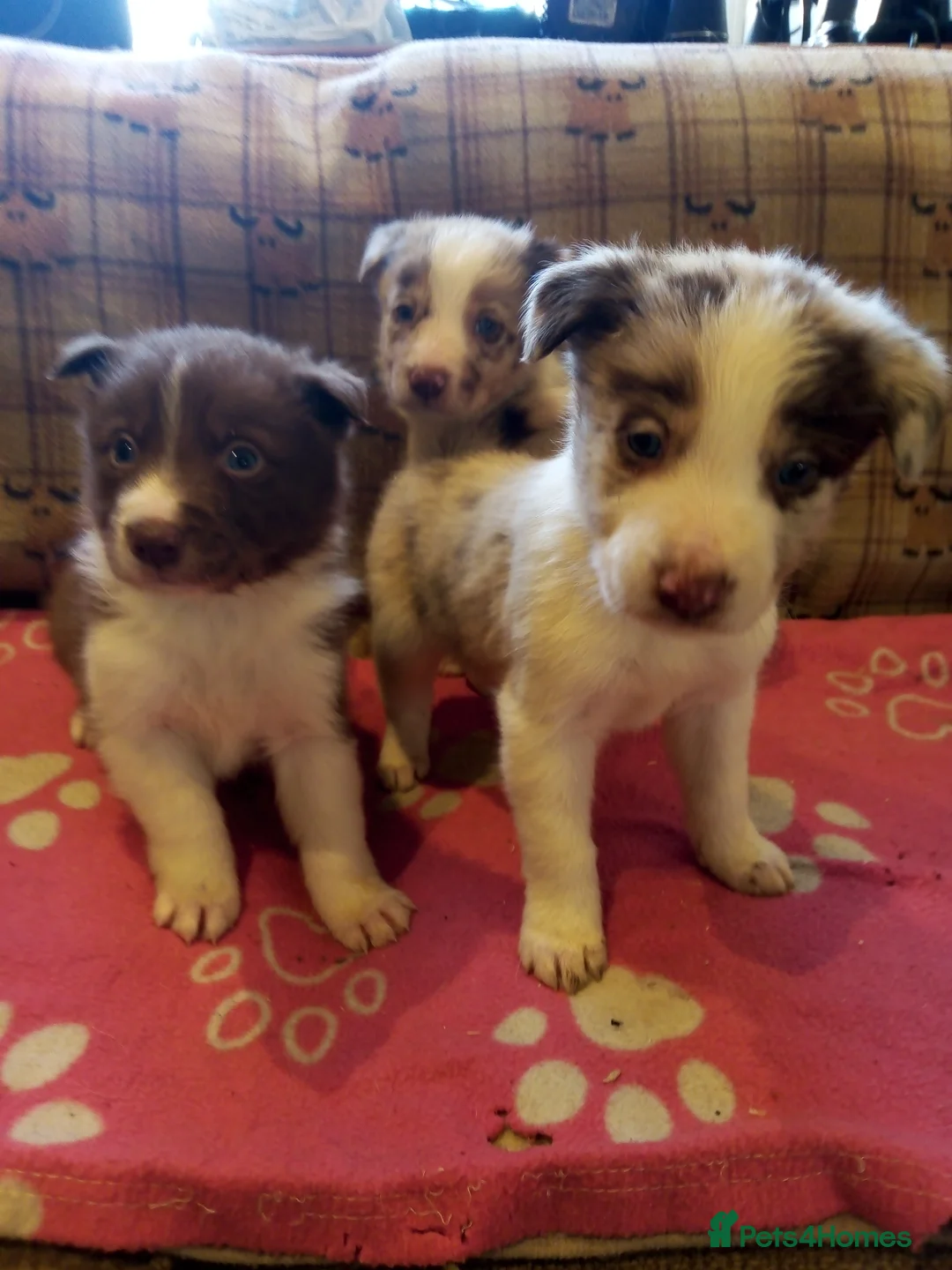 Border Collie dogs for sale: Stunning Red Merle and Red and White Puppies - Advert 3