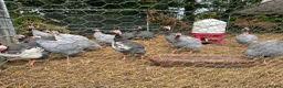 Guinea Fowl poultry for sale: Guinea Fowl Hatching Eggs in East Grinstead - Advert 5