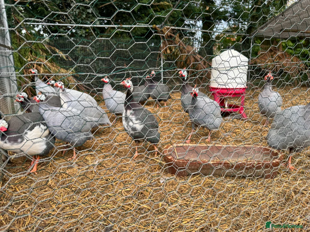 Guinea Fowl poultry for sale: Guinea Fowl Hatching Eggs in East Grinstead - Advert 5