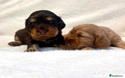 Cocker Spaniel dogs for sale: Show cockers champion bloodlines. simbawood lines. - Image 11