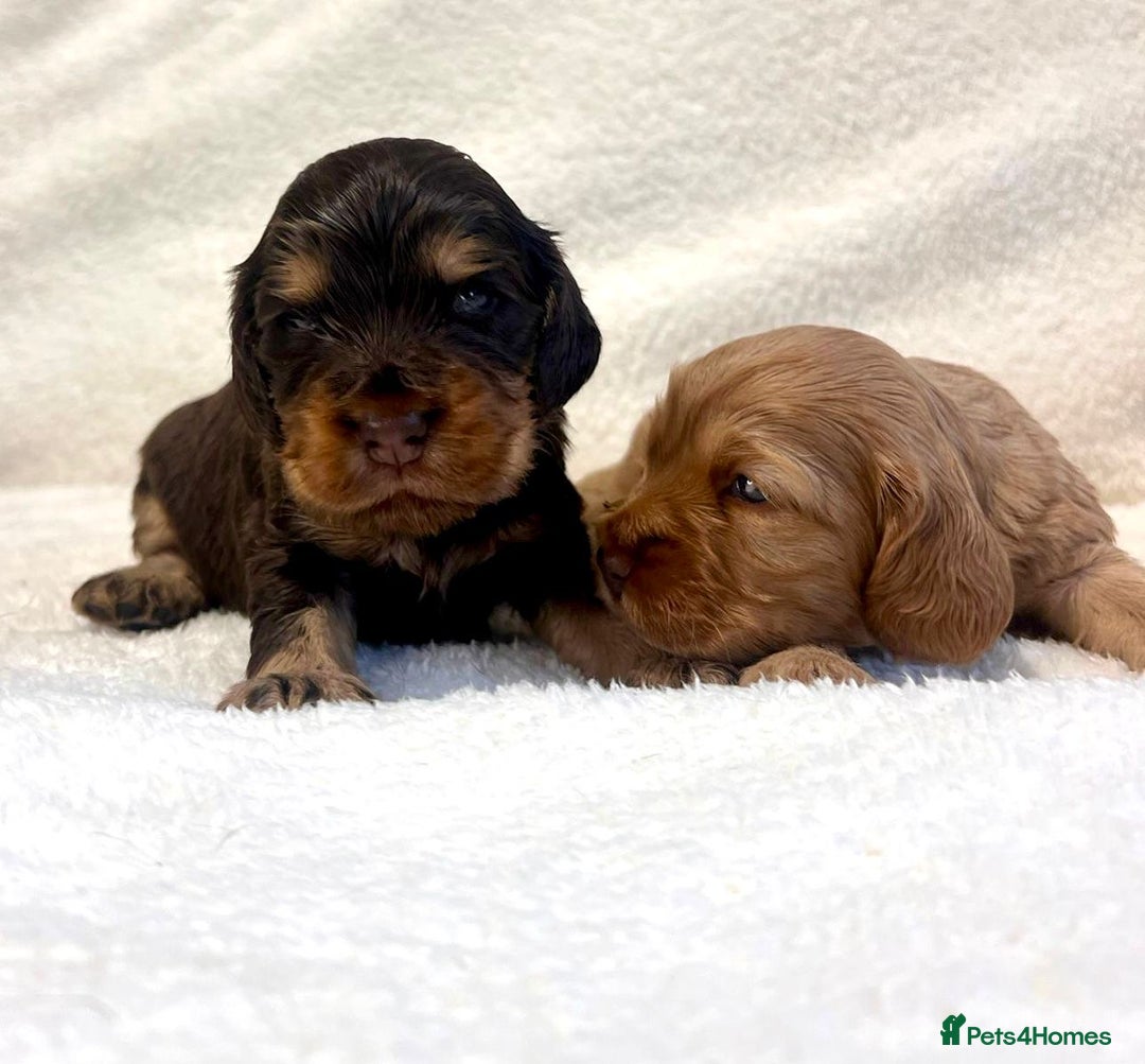 Cocker Spaniel dogs for sale: Show cockers champion bloodlines. simbawood lines. - Image 11