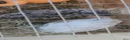 Quail poultry for sale: Japanese quil eggs  - Advert 2