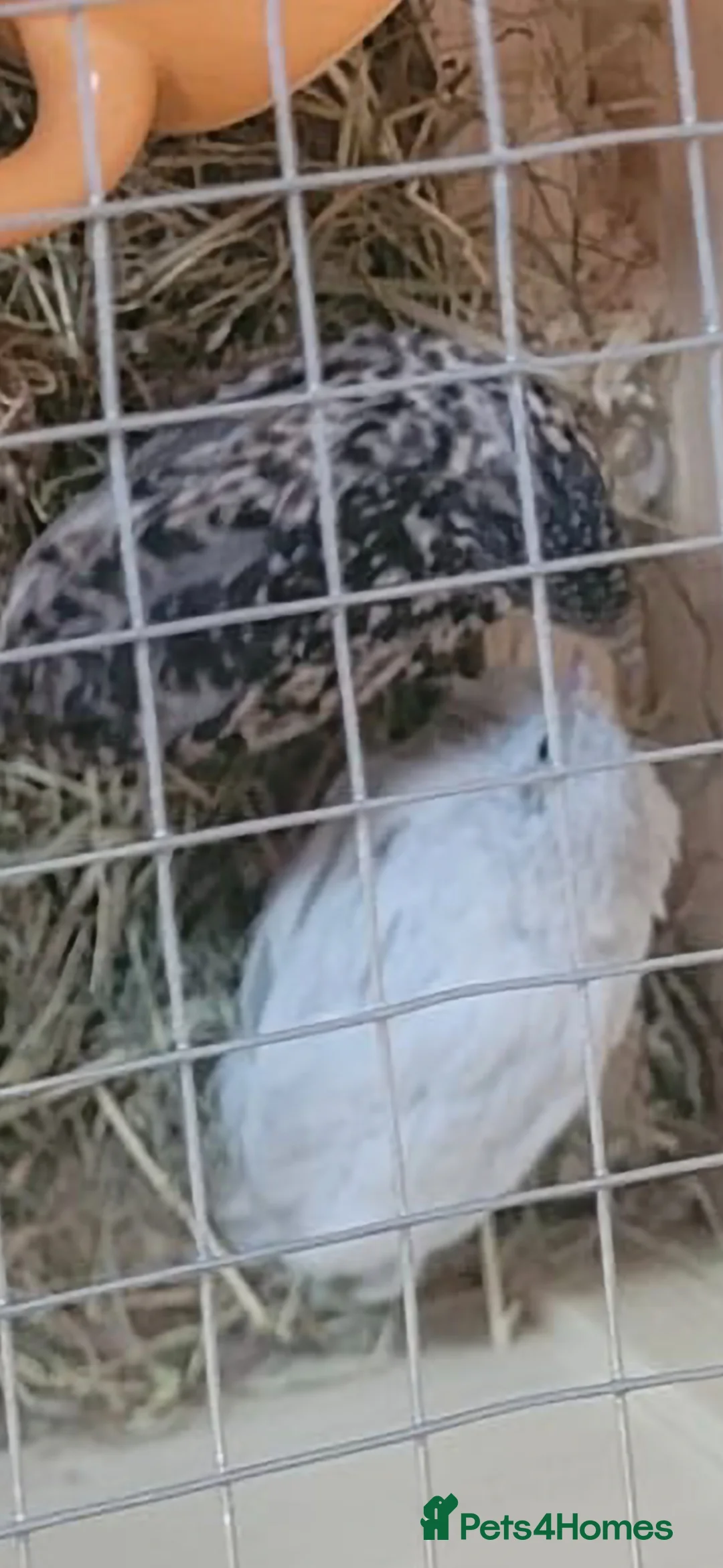 Quail poultry for sale: Japanese quil eggs  - Advert 2