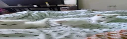 Turkish Angora cats for sale: 3 Beautiful Half Turkish Angora - Advert 3
