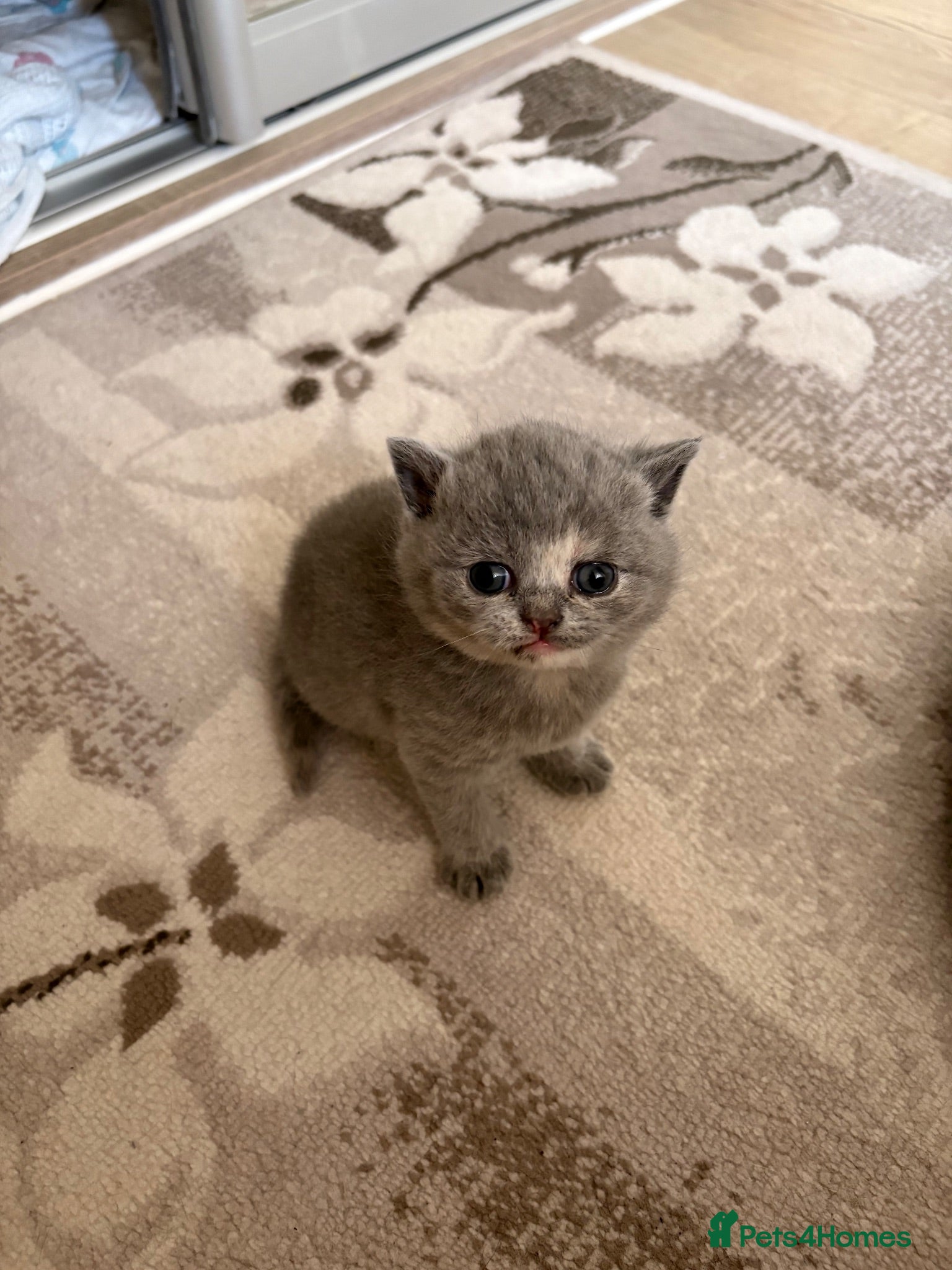 British Shorthair cats Beautiful British Shorthair Kittens  3 Girls 1 Boy - Advert 4