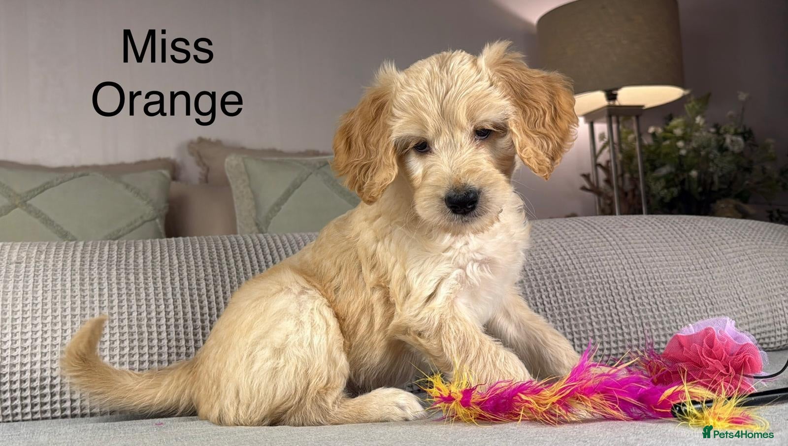 Goldendoodle dogs BEAUTIFUL HEALTHY CHUNKY PUPPIES  - Advert 2
