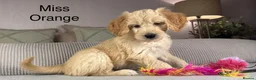 Goldendoodle dogs for sale: BEAUTIFUL HEALTHY CHUNKY PUPPIES  - Advert 2