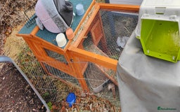 Mini Lop rabbits for sale: Two Mini Lop Eared Rabbits - Image 4