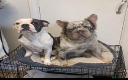 French Bulldog dogs for sale: 12 week old French bulldog (female) - Image 2