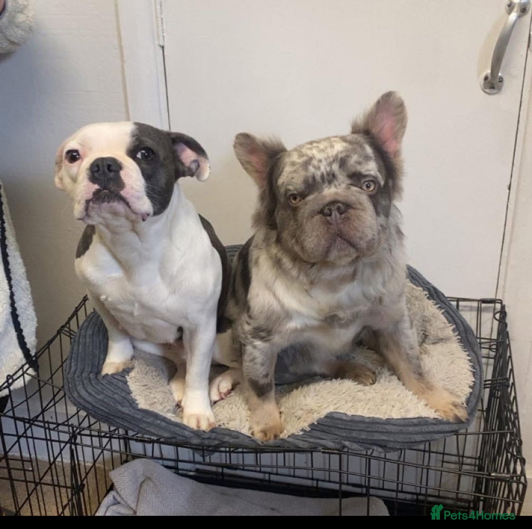 French Bulldog dogs for sale: 12 week old French bulldog (female) - Image 2