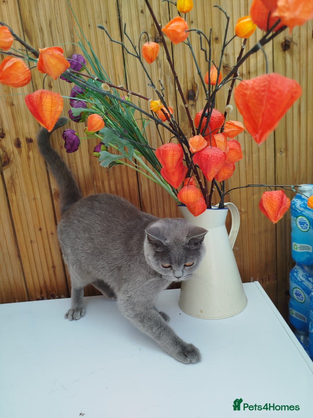 British Shorthair cats for sale: Beautiful kittens  - Image 15