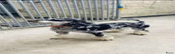 Sproodle dogs for sale: Beautiful Sproodles for sale F1 - Advert 5