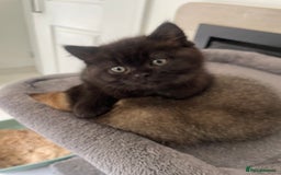 British Shorthair cats for sale: Exceptional BSH kitten, chocolate brown  - Image 18