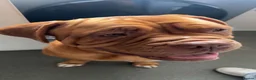 Dogue De Bordeaux dogs for sale: Beautiful chunky Douge de Bordeaux pups - Advert 18