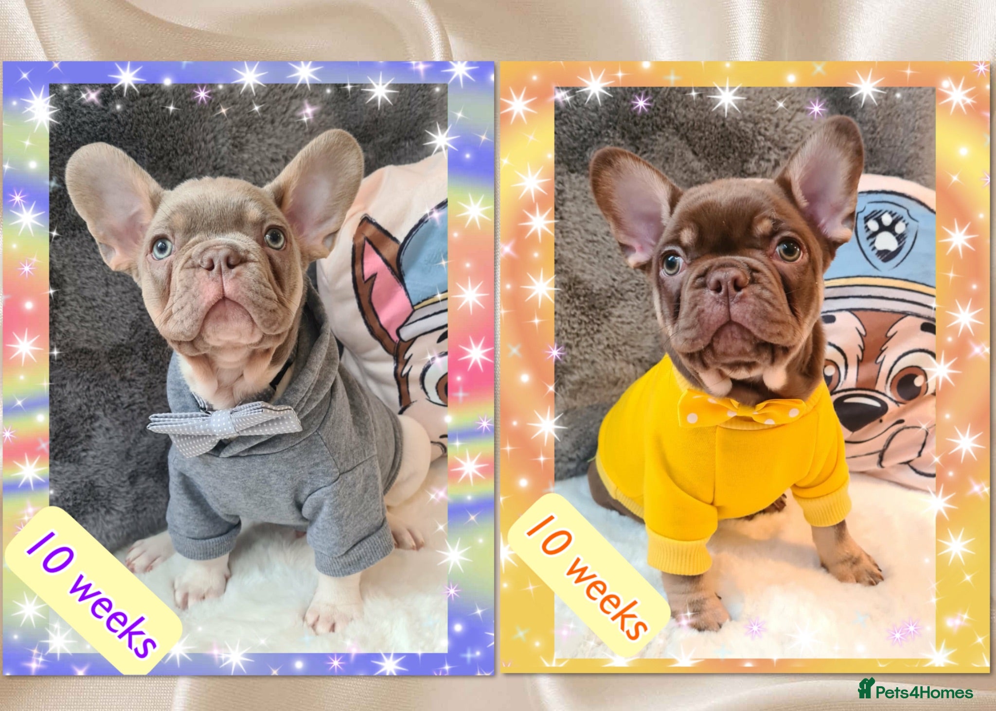 French Bulldog dogs Quality Puppies from highly health tested Parents - Advert 1