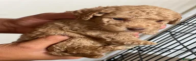 Cockapoo 5 