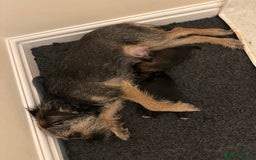 Border Terrier dogs for sale: Stunning SLEM clear KC reg blue and tan bitch pup - Image 4