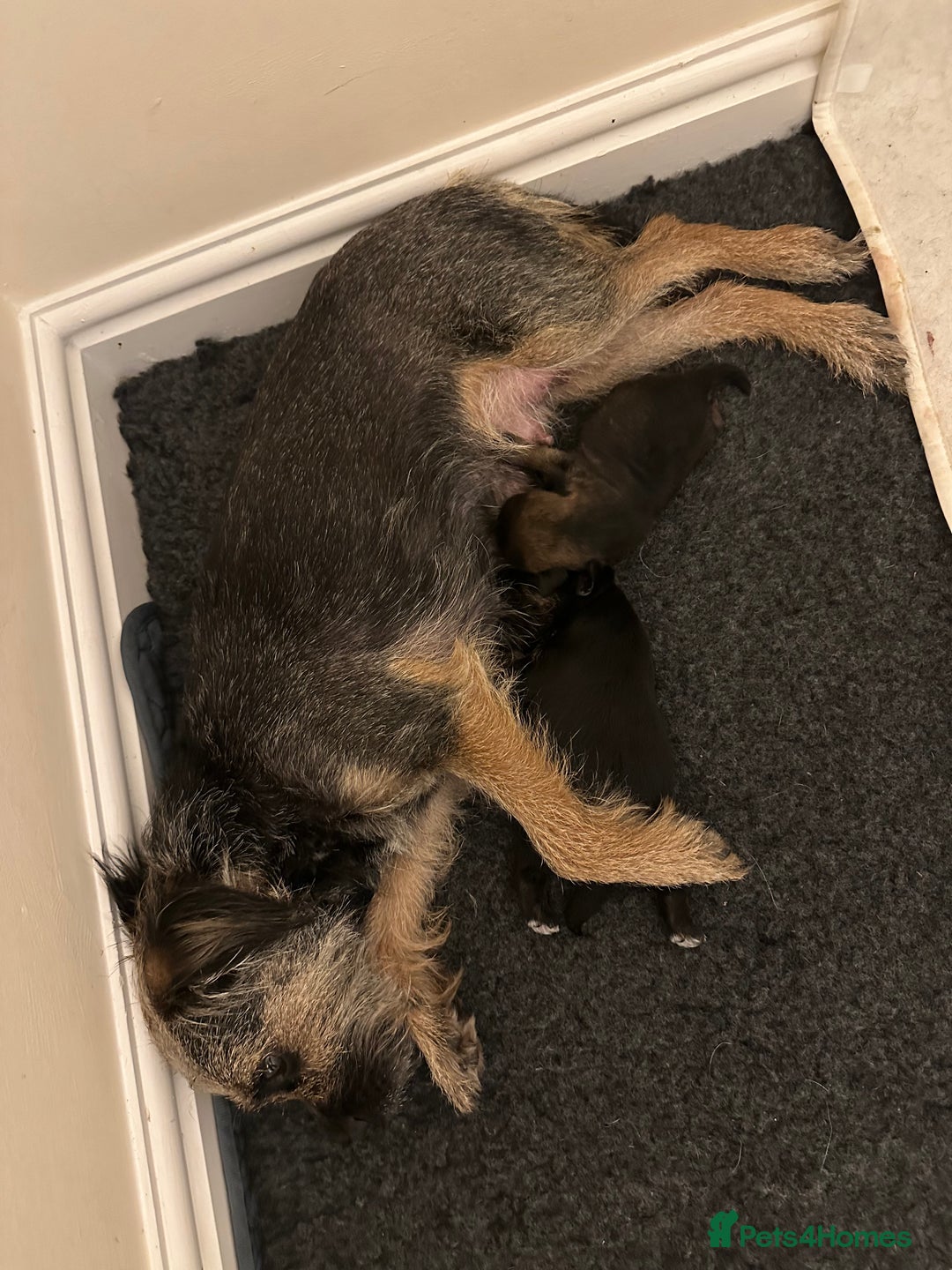 Border Terrier dogs for sale: Stunning SLEM clear KC reg blue and tan bitch pup - Image 4