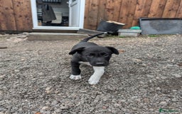 Border Collie dogs for sale: 3 male border collie puppies - Image 3