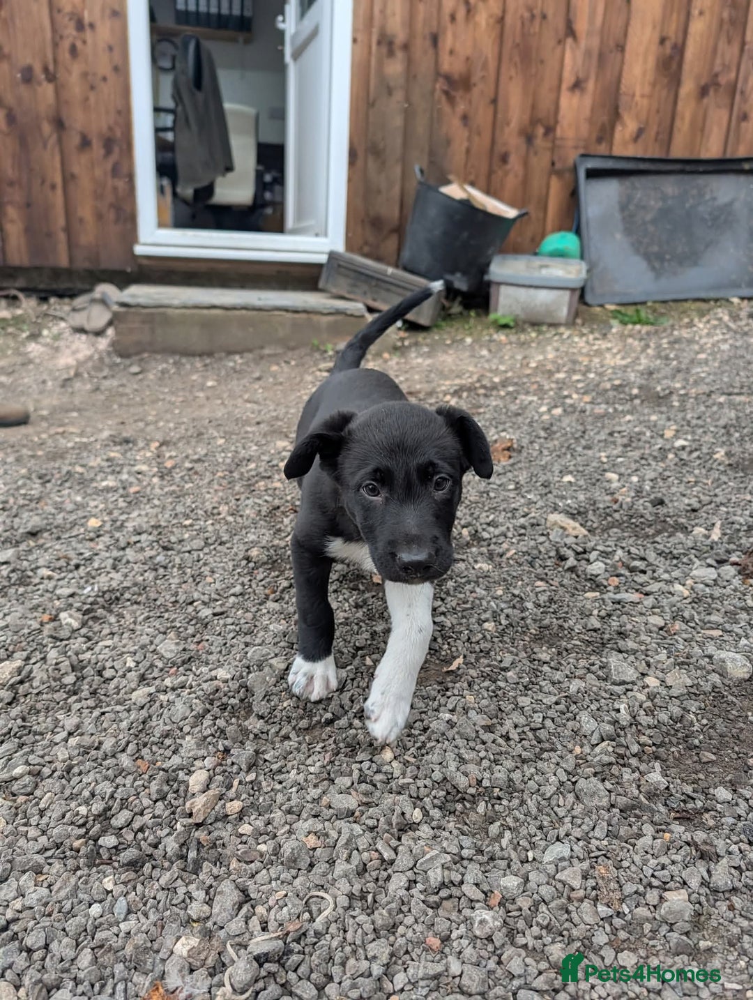 Border Collie dogs for sale: 3 male border collie puppies - Image 3