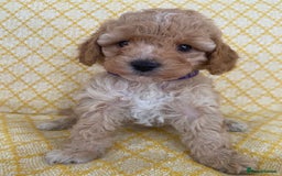 Maltipoo dogs for sale: Beautiful, health tested maltipoos  - Image 8
