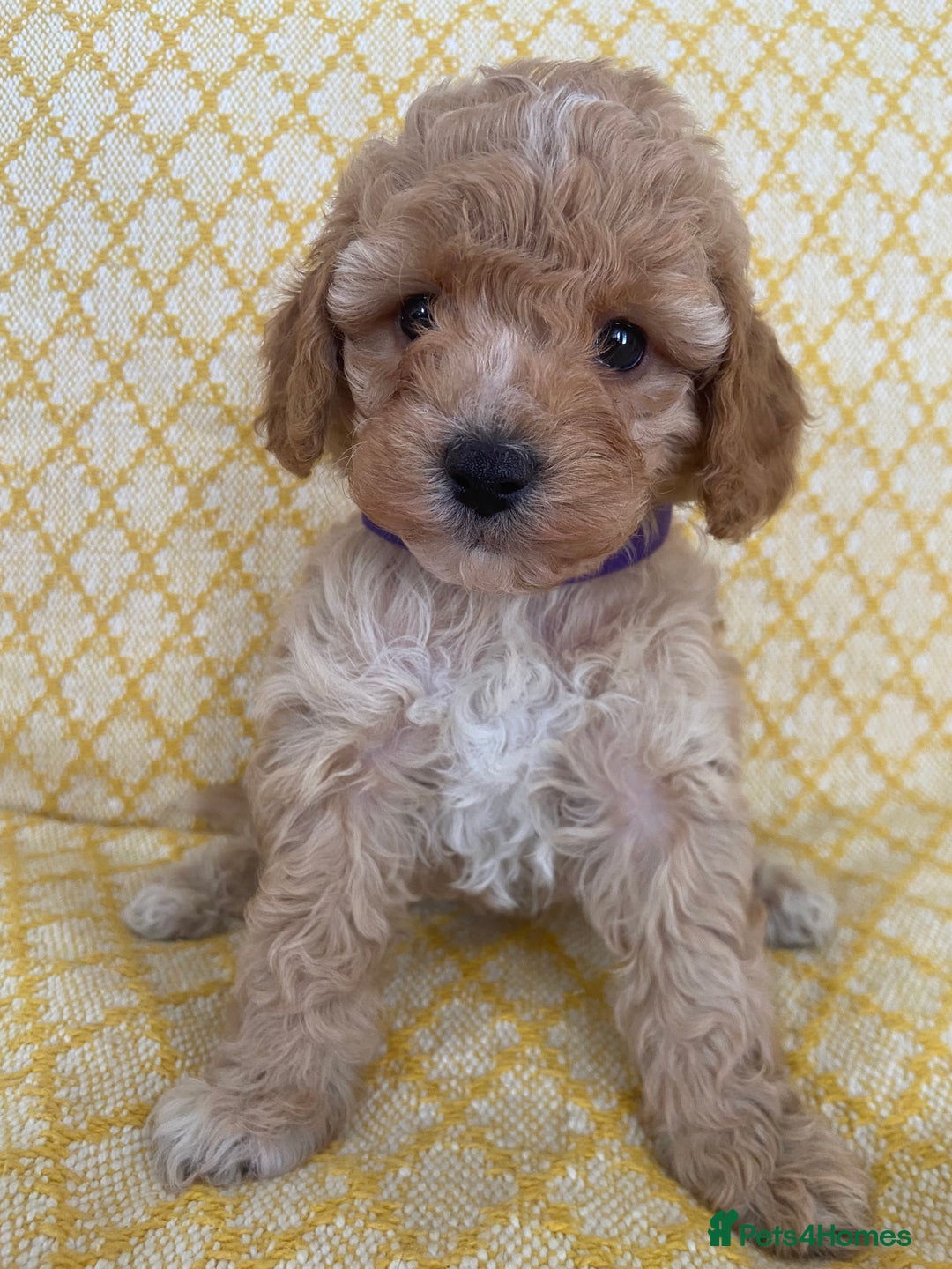 Maltipoo dogs for sale: Beautiful, health tested maltipoos  - Image 8