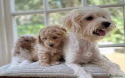 Mixed Breed dogs for sale: Teddy bear puppies - Image 28
