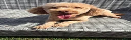 Toy Poodle dogs for sale: 1 stunning red toy poodle  - Advert 6