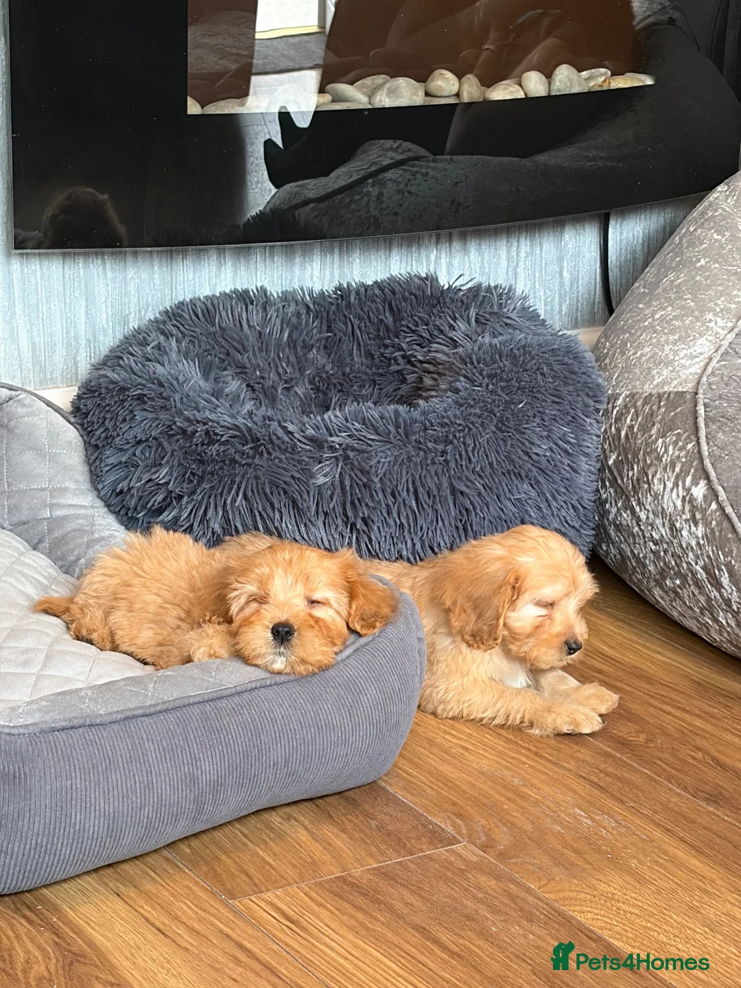 Maltipoo dogs for sale: Maltipoo  in Newcastle upon Tyne - Advert 2