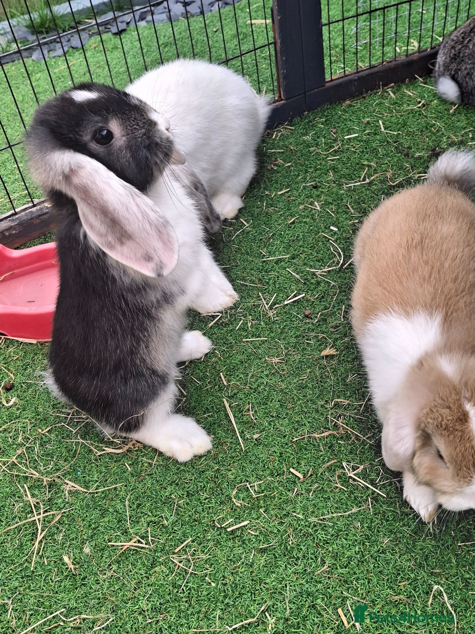 Mini Lop rabbits Mini lops - Advert 6