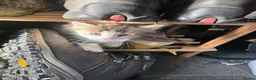 Mixed Breed cats for sale: Beautiful kittens looking for new homes  - Advert 9