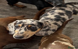 Dachshund dogs for sale: Miniture dachshund puppies  - Image 10