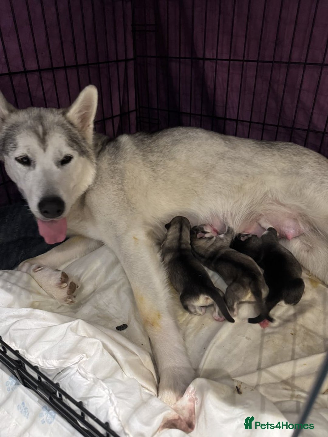 Siberian Husky dogs for sale: Blue Eyes Siberian huskies puppies  - Image 13