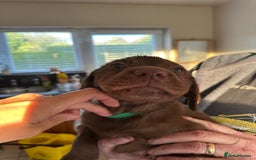 Labrador Retriever dogs for sale: Labrador puppies - Image 12