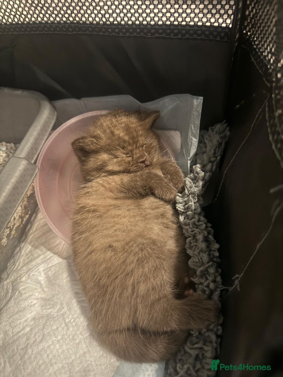 British Shorthair cats for sale: Charming British Shorthair Kittens - Image 7
