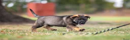 German Shepherd dogs for sale: Top working line KC GSD pups  - Advert 17