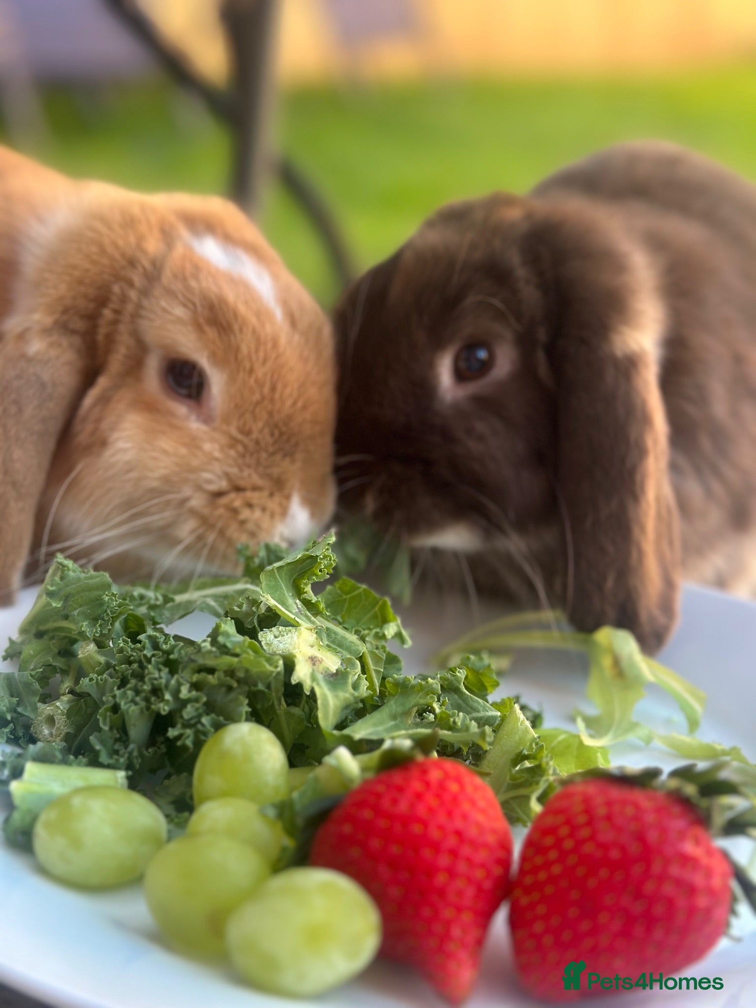 Mini Lop rabbits Gorgeous mini lop sisters - Advert 1