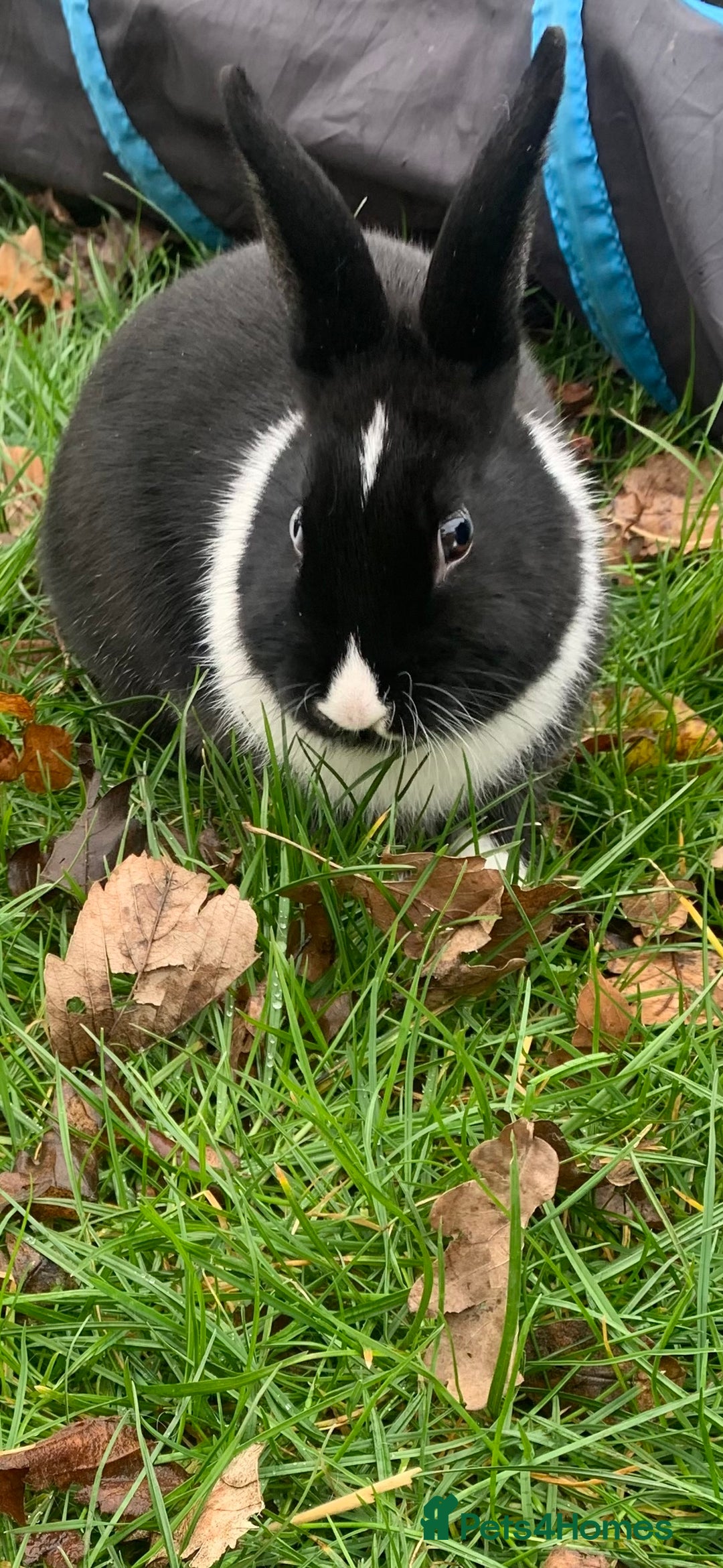 Mixed Breed rabbits for sale: Bunny in need of loving home  - Advert 6