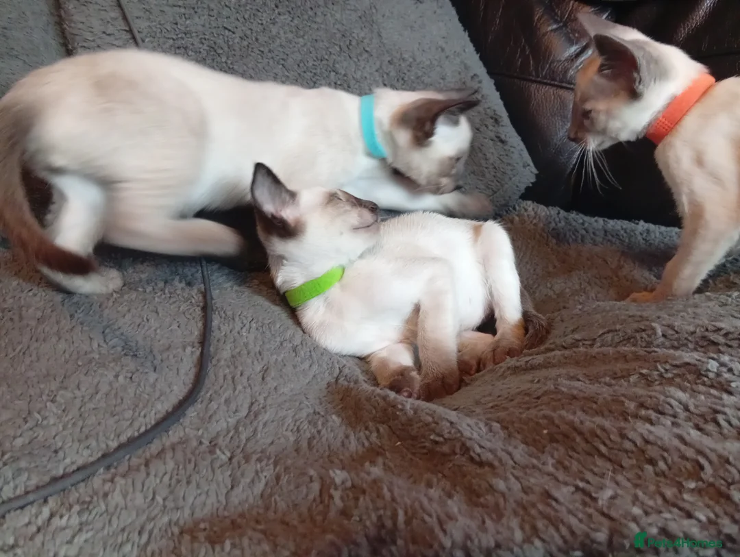 Siamese cats for sale: Gorgeous Siamese kittens!! - Advert 7