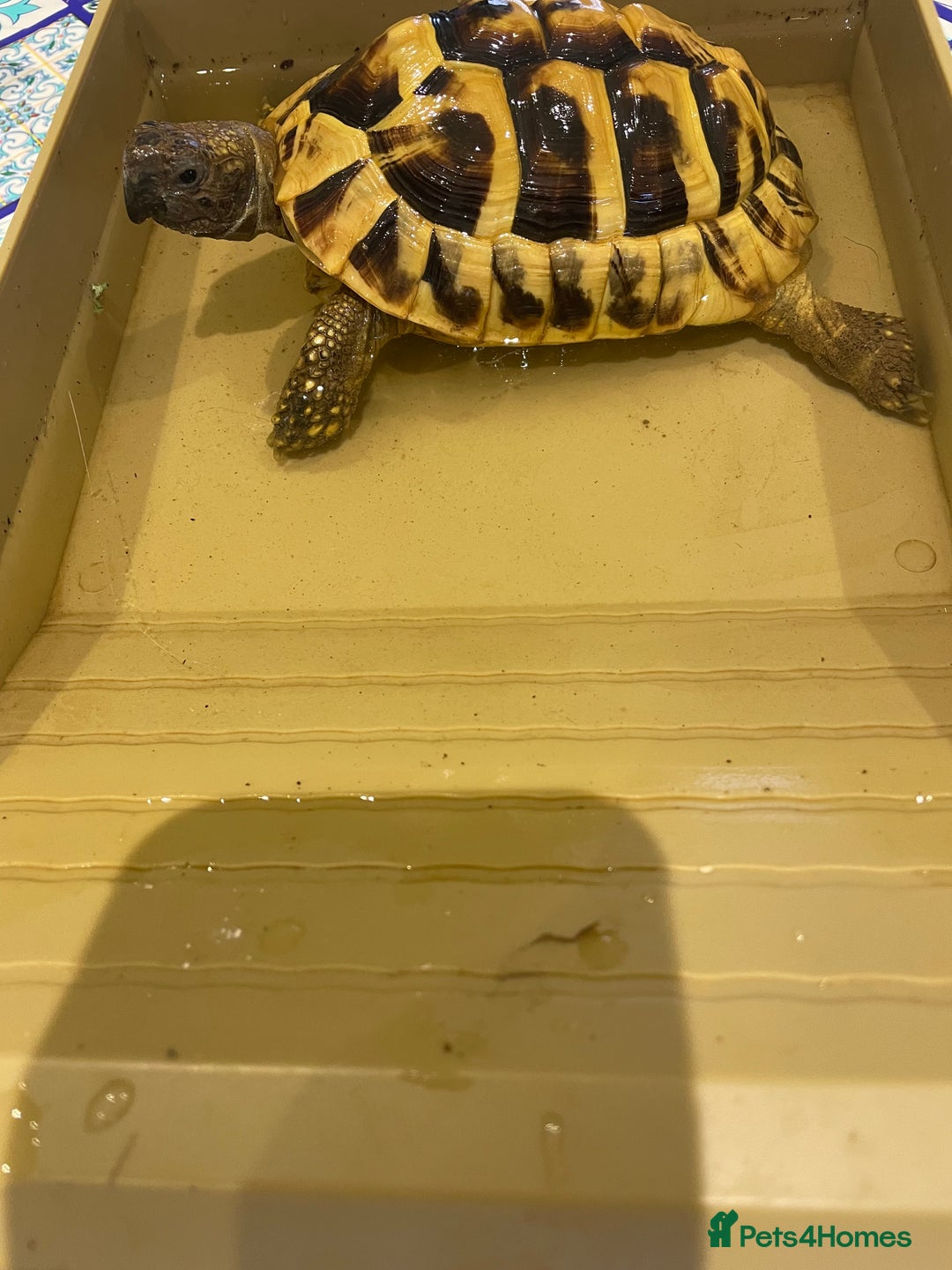 Hermann Tortoise reptiles for sale: Male Hermann Tortoise 5 years old with enclosure  - Advert 3