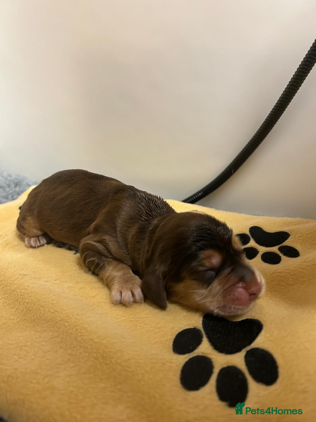 Cocker Spaniel dogs for sale: Show Cocker Spaniel Puppies - Advert 4