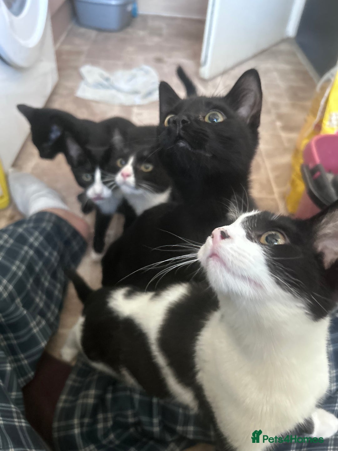 Mixed Breed cats for sale: kittens in desperate need for a home. - Advert 3