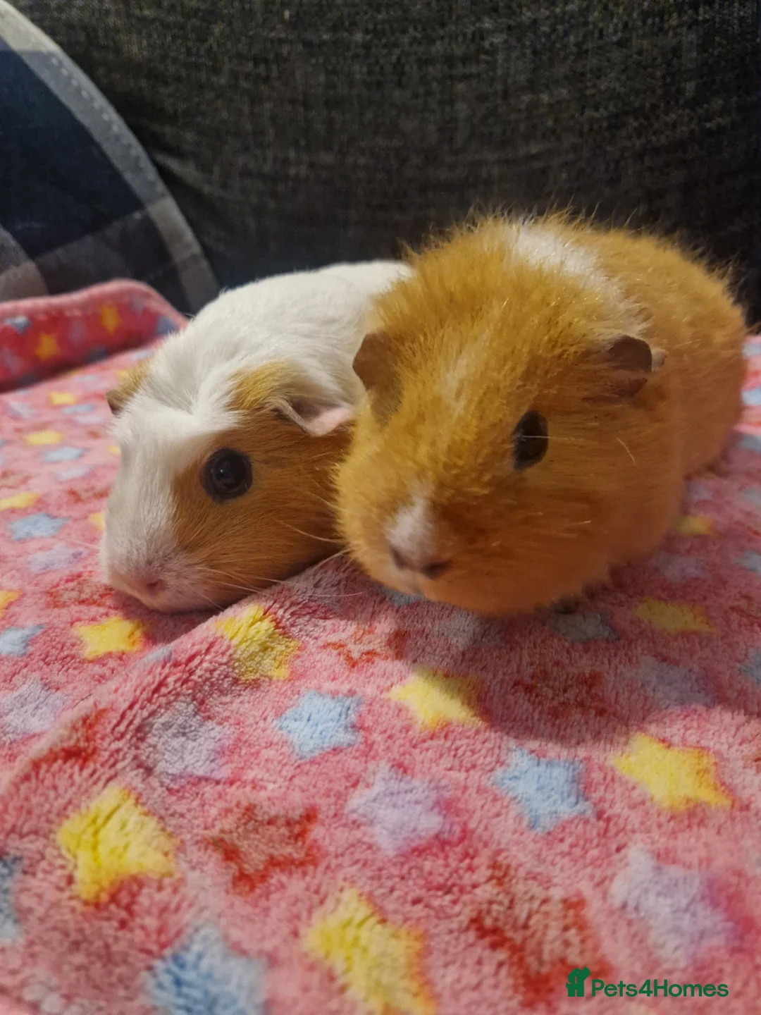 Guinea Pig rodents for sale: 2 female guinea pigs  - Advert 3