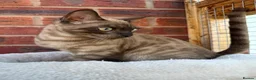 Bengal cats for sale: Beautiful Health Tested Bengals - Advert 2