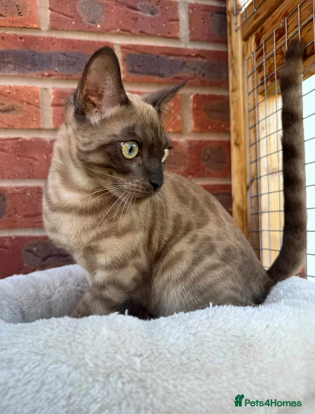 Bengal cats for sale: Beautiful Health Tested Bengals - Advert 2