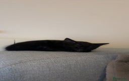 British Longhair cats for sale: Beautiful 10 Week Old Kitten - Image 7